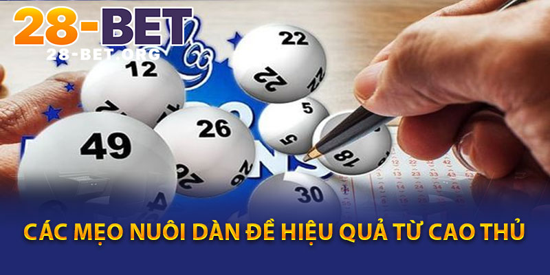 Các Mẹo Nuôi Dàn Đề Hiệu Quả Từ Cao Thủ