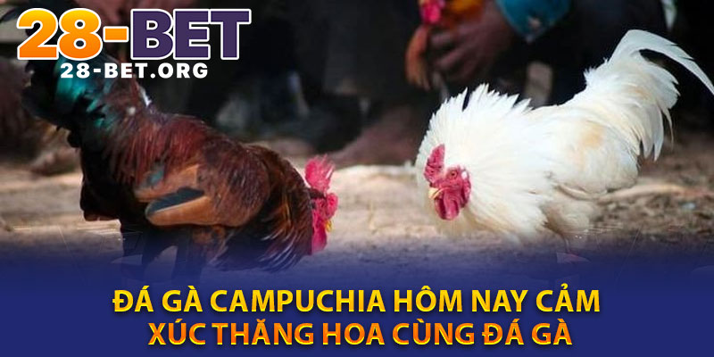 Da Ga Campuchia Hom Nay – Cam Xuc Thang Hoa Cung Da Ga