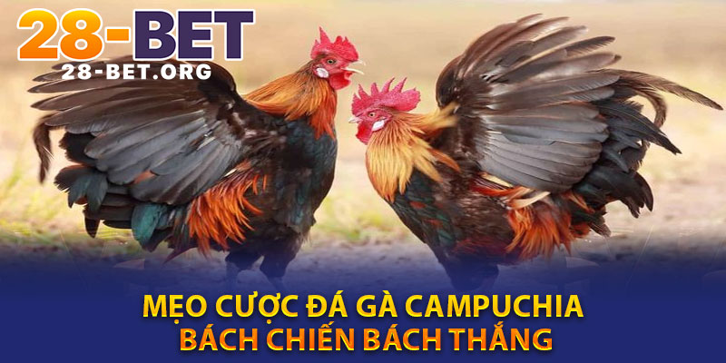 Mẹo Cược Đá Gà Campuchia Bách Chiến Bách Thắng